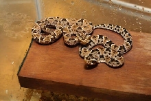 0.0.2 Bothrops barnetti, CBB 2007