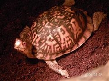 Eastern Ornate Box Turtle