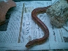 lampropeltis