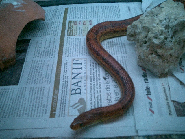 lampropeltis