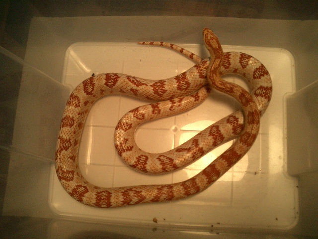 elaphe albina