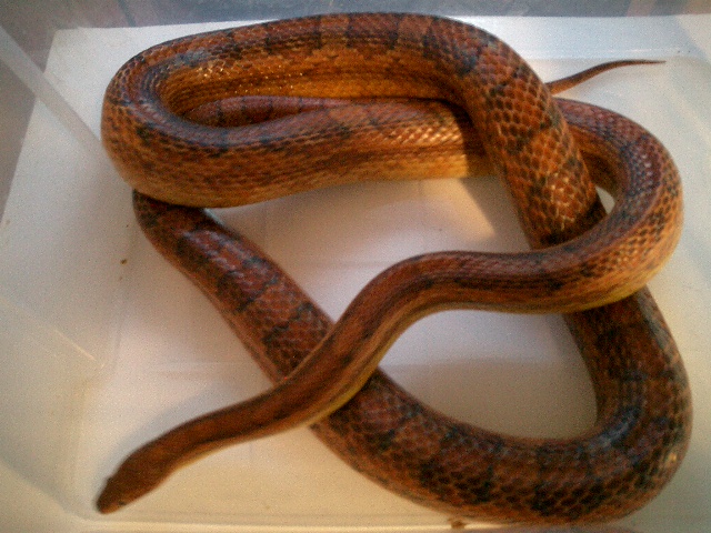 elaphe rojo