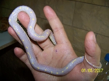 californiae albina