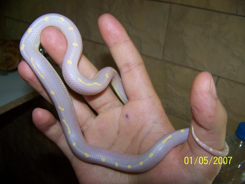 californiae albina