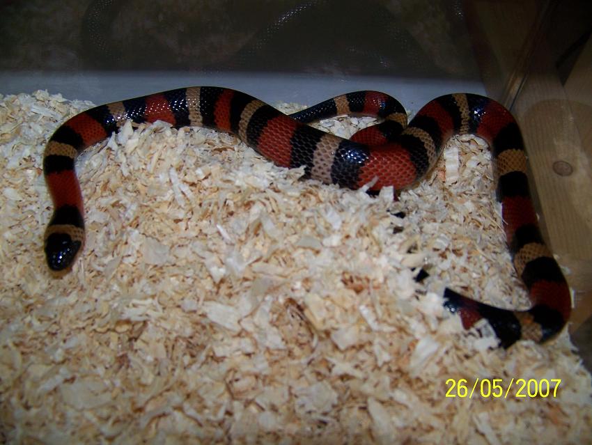 campbelli Hembra 05