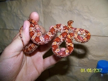 elaphe guttata