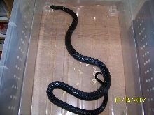 nigritus 05 Macho