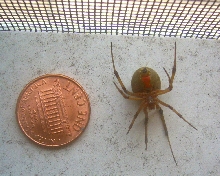 Brown Widow Nuisance