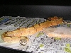 04 Male Probable Super Hypo