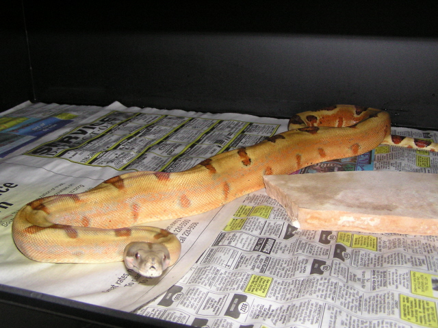 04 Male Probable Super Hypo