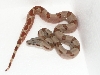 06 Female Poss Super Hypo #10