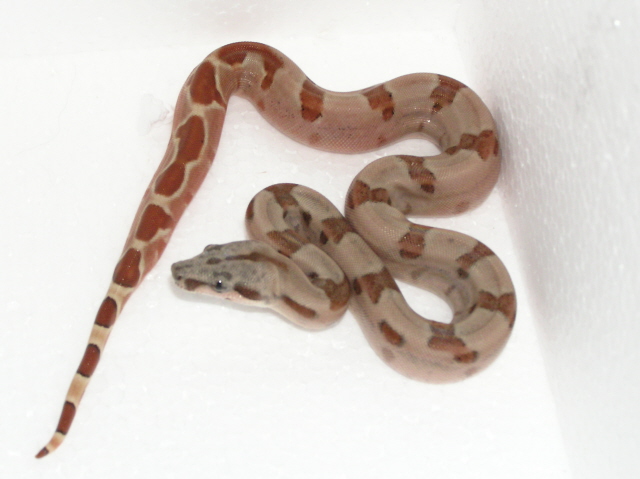 06 Female Poss Super Hypo #10
