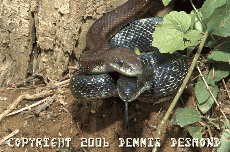 Black Rat Snake - Red Coloration