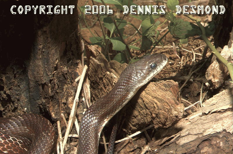 Black Rat Snake - Red Coloration