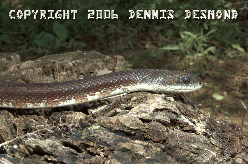 Black Rat Snake - Red Coloration