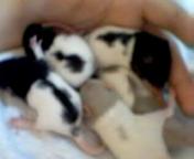 Group of babies