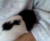 Snuggle pup