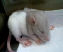 One of the beige babies