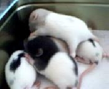 Pup Pileup