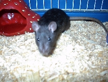 Mocha coming out