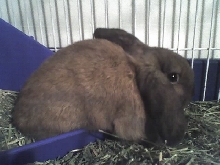 poor nameless bunny rabbit