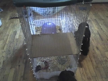 End View of homemade cage