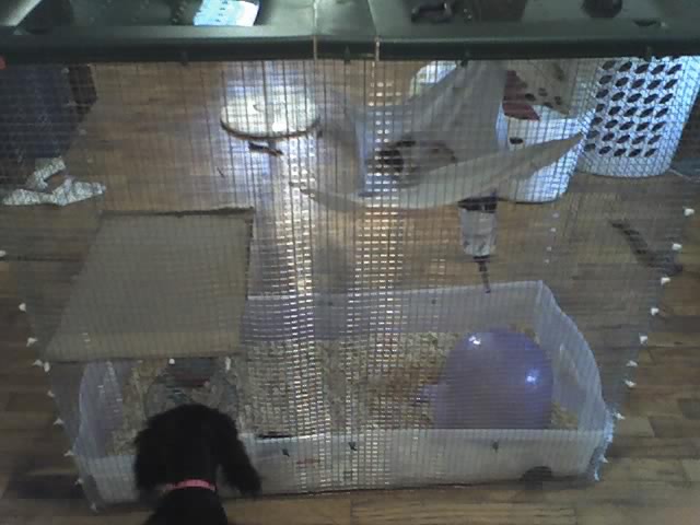 Side View of Cage