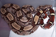 Suriname Red tail bow