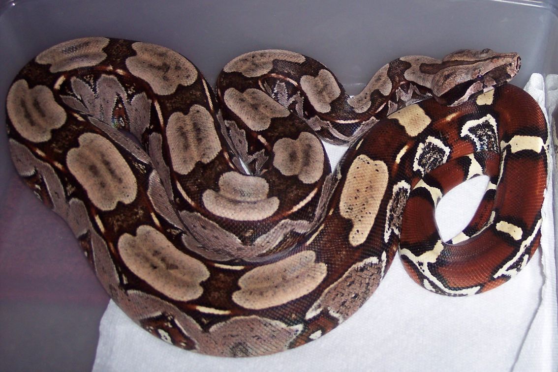 Suriname Red tail bow