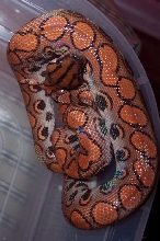 Female BRB