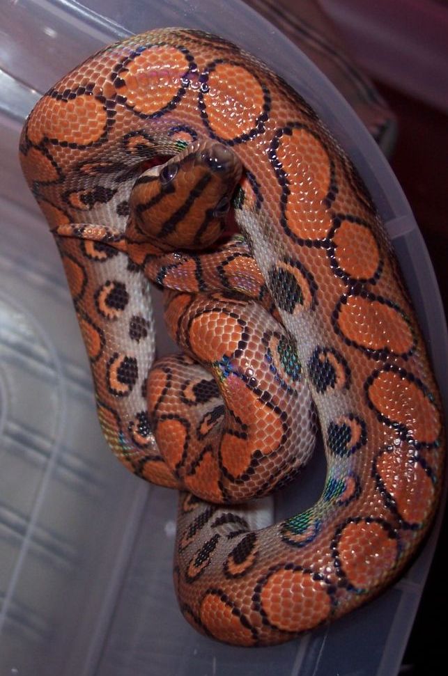 Female BRB