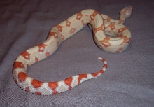 Coral Albino Boa