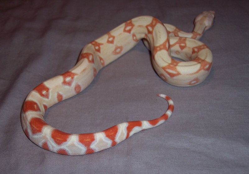 Coral Albino Boa