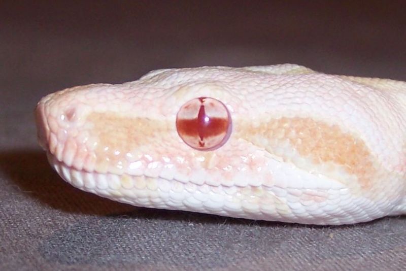 Coral Albino Boa