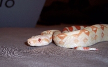 Coral Albino Boa