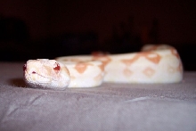 Coral Albino Boa