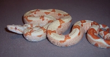 1.0 Sunglow Boa