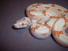 1.0 Sunglow Boa