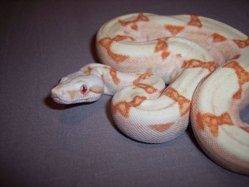 1.0 Sunglow Boa