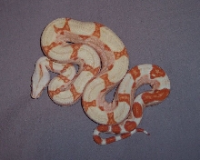 1.0 Sunglow Boa