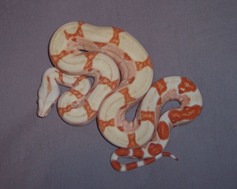1.0 Sunglow Boa