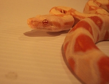 0.1 Coral Albino Boa