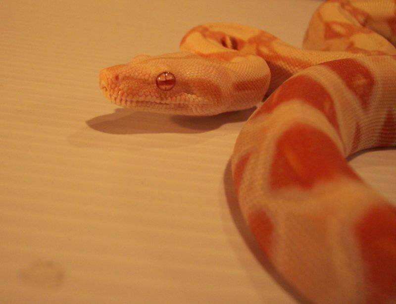 0.1 Coral Albino Boa