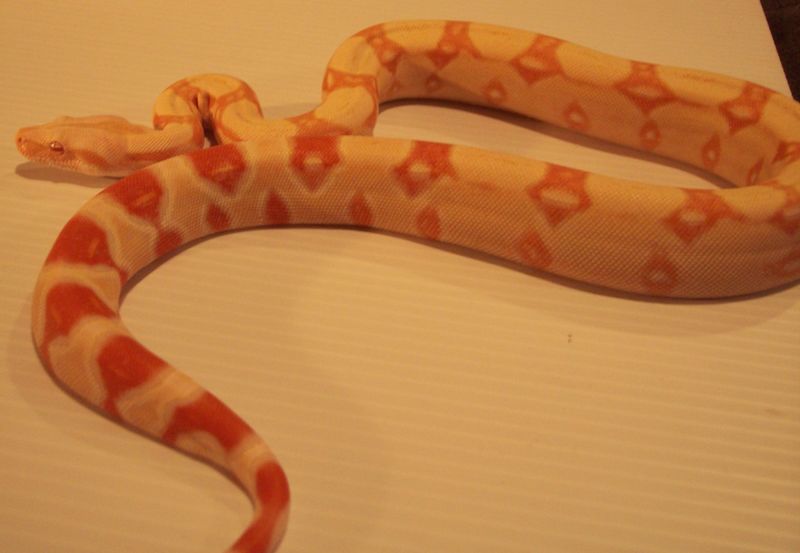 0.1 Coral Albino Boa