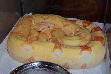06 Albino