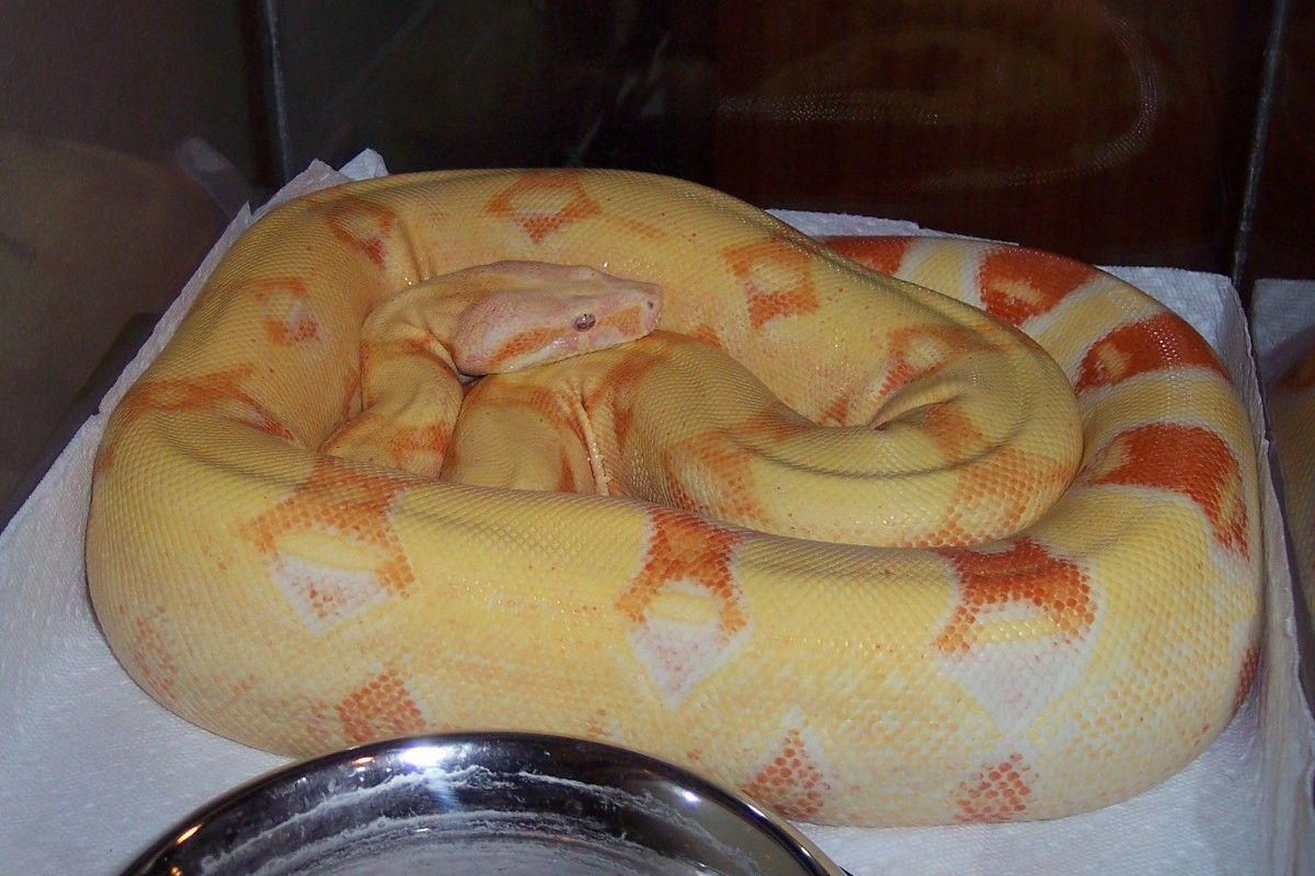 06 Albino