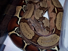 0.1  Suriname rtb