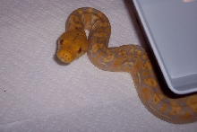 0.1 Lavender albino