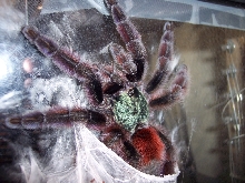 Avicularia Versicolor