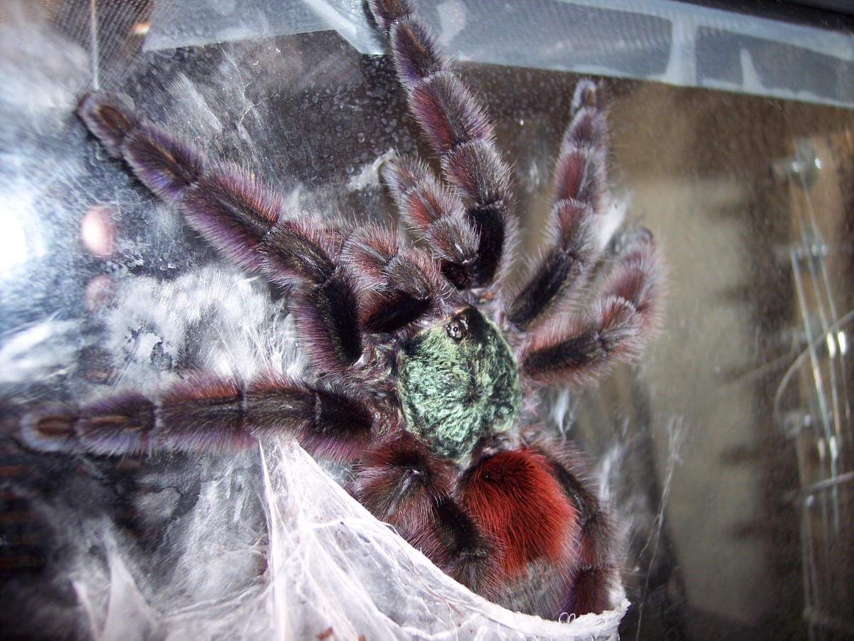 Avicularia Versicolor